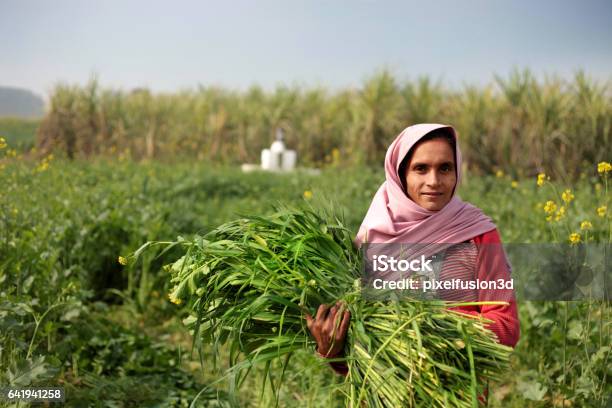 Rural Women Carrying Animal Silage Stock Photo - Download Image Now - Women, India, Farmer