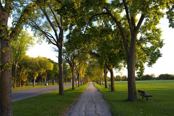 The old City Hall clock tower now stands in Victoria Park in Kitchener, Ontario, Canada. The current City Hall building is visible in the background.