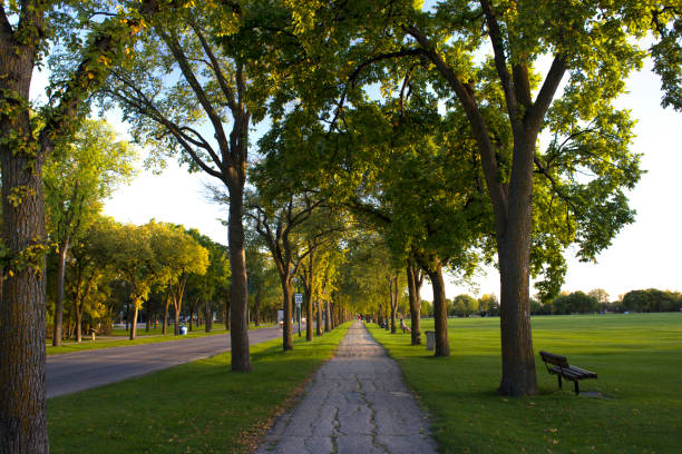Assiniboine Park in late summer A pedestrian path in Assiniboine Park, Winnipeg, MB, Canada winnipeg photos stock pictures, royalty-free photos & images
