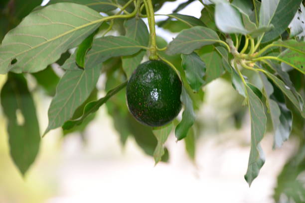 istock Avocados in spain 641941478