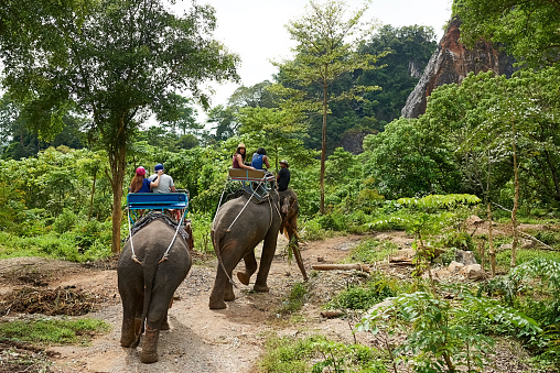 Shot of tourists on an elephant ride through a tropical rainforest