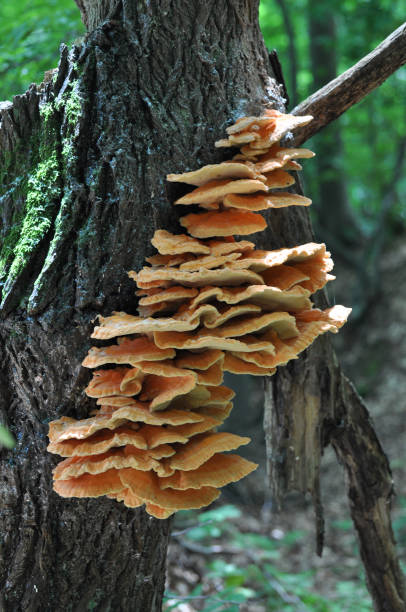 Chicken of the woods