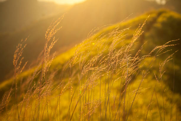 Close up of grass on mountain stock photo