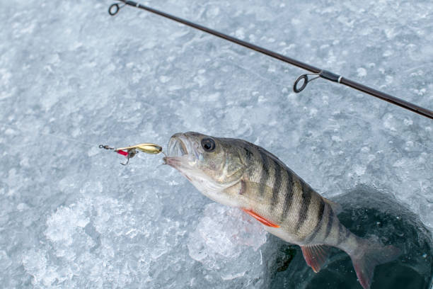 istock Ice fishing,perch on ice 641944176