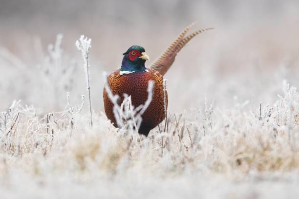 Male pheasant (rooster) standing in the frost grass