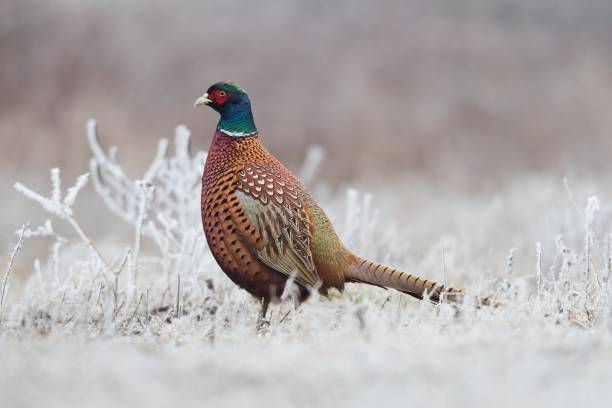 istock Male pheasant (rooster) standing in the frost grass 641950644