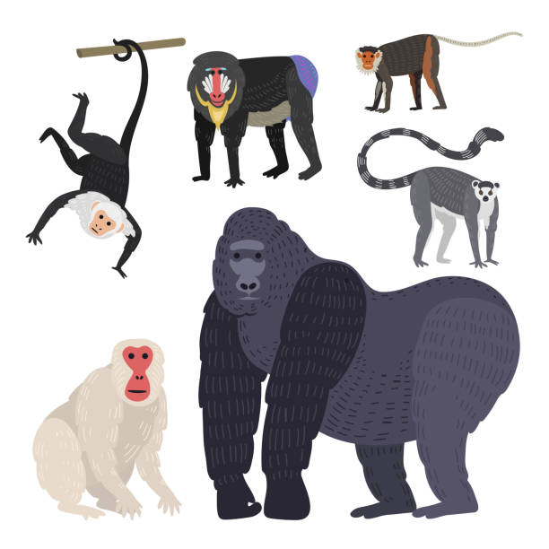 Different types of monkeys rare animal vector set Different types of monkeys rare animal vector set. Cartoon macaque nature primate character. Wild zoo ape chimpanzee. Wildlife jungle animal, capuchin monkey stock illustrations