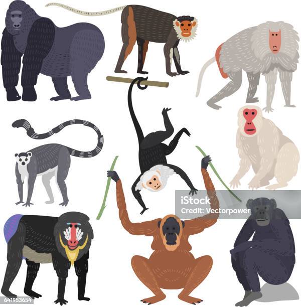 Différents Types De Singes Vecteur Animal Rare Ensemble Vecteurs libres de droits et plus d'images vectorielles de Art