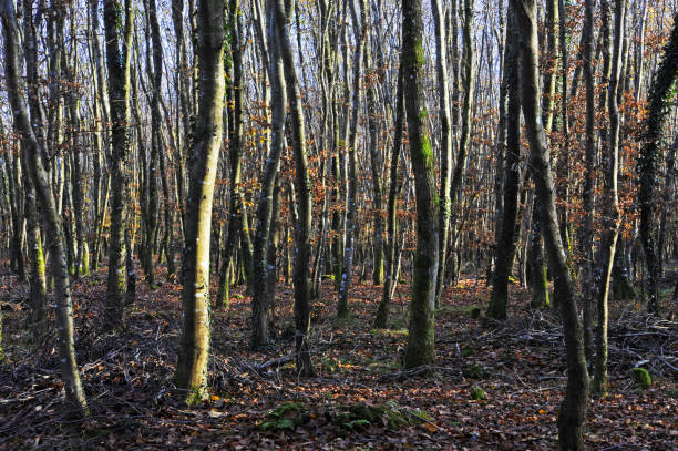 vous ne pouvez pas voir le bois de la forêt/de troncs d’arbres - cant see the wood for the trees photos et images de collection