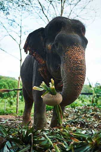 Shot of an Asian elephant feeding on foliage in its natural habitat