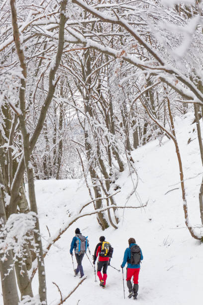 istock Hiker trekking in snowy forest 641958476