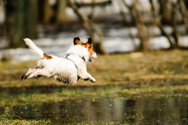 Jack Russell Terrier diving into a puddle