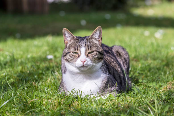istock cat enjoys relaxing at the green 641964946