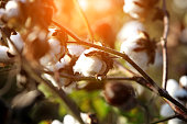 Cotton plant during sunrise