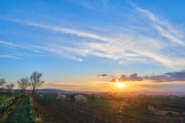 Almond trees blossoms in sunset, in catalonian winter, February month in Penedés region. 