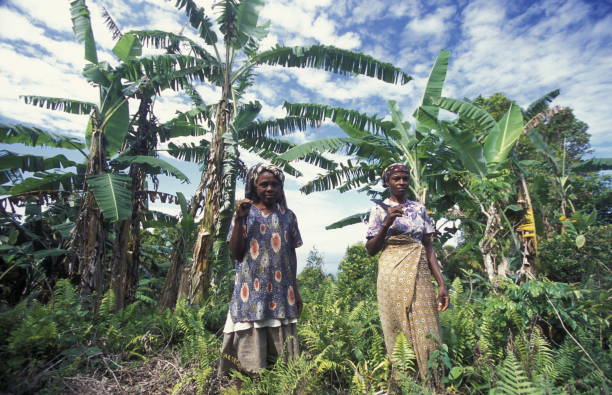 africa comoros anjouan - junge imagens e fotografias de stock