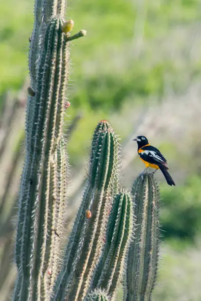 Photo of Caribbean bird sitting on a cactus