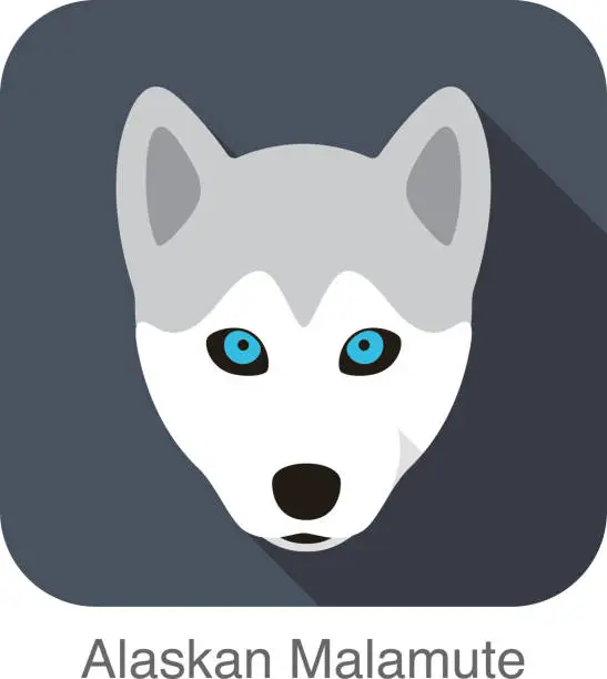 Vector illustration of Siberian Husky face, Alaskan Malamute, vector illustrator