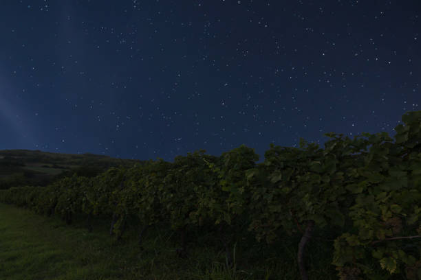 istock Night vineyard background. Night starry sky. Night sky with stars 641972370