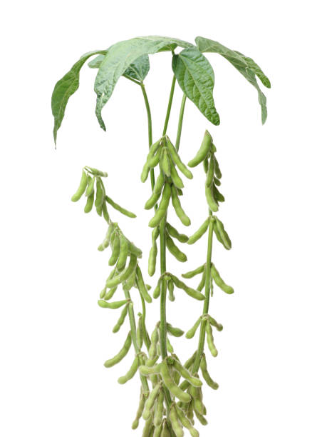 istock Green soybean and leaves on a white background 641972530
