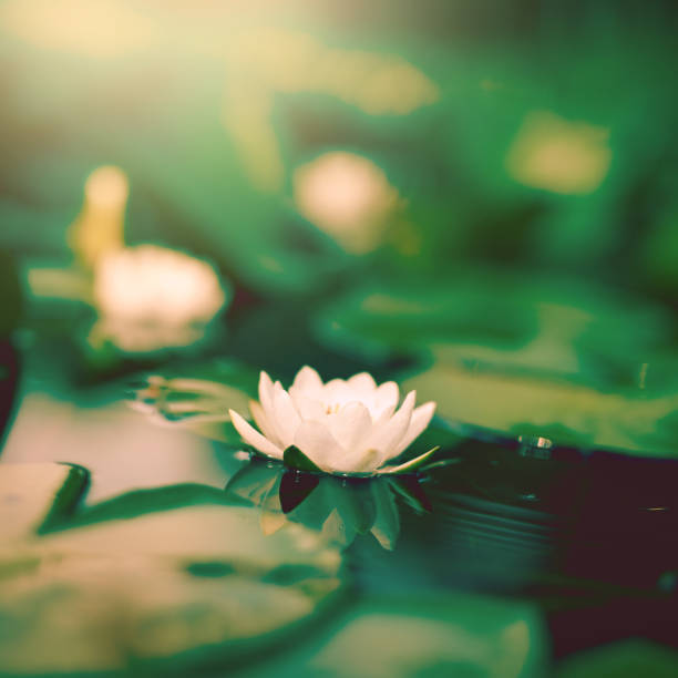 istock Water lilies are the pride of a pond 641972784