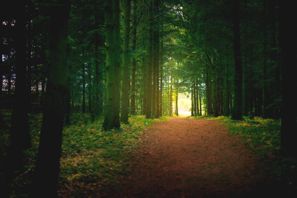istock The enchanting enigma of a forest 641972792