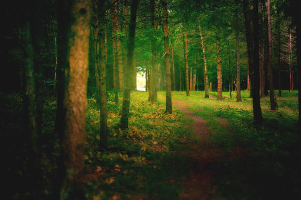 Shot of a pathway in a beautifully lush forest