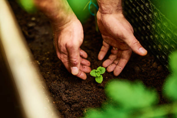 istock Healthy soil makes for healthy plants 641972824