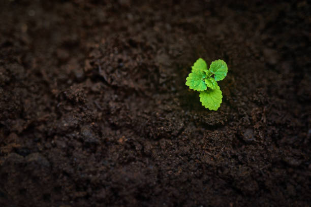 Shot of a seedling growing in soil