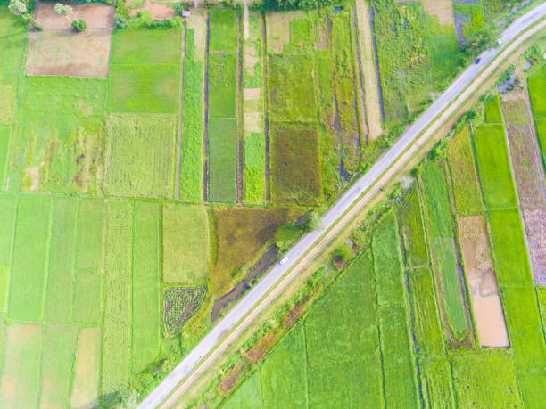 istock Panoramic view nature Landscape of a green field with rice 641974654