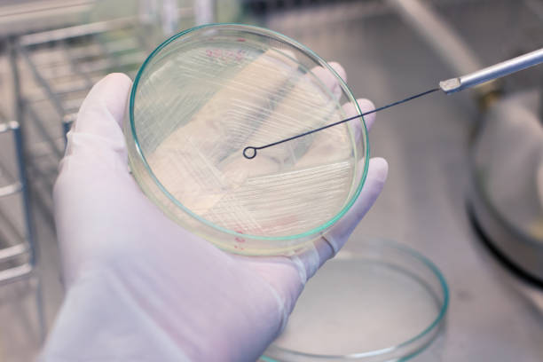 istock Scientist performing microbial tests in Biological safety cabinets lab. 641976338