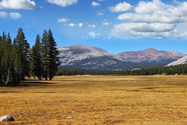 istock A quiet part of Yosemite Park 641976712
