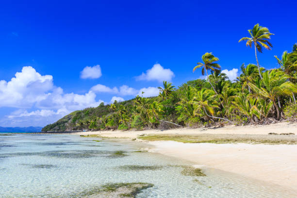 Dravuni Island, Fiji. Dravuni Island, Fiji. Beach and palm trees in the South Pacific ocean. suva photos stock pictures, royalty-free photos & images