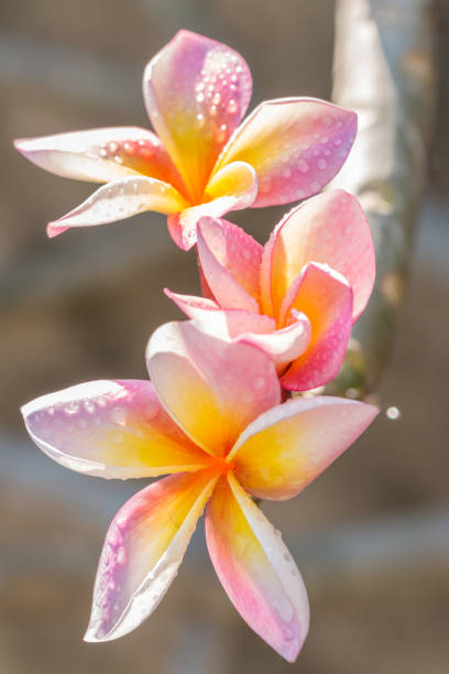 istock Macro image, pink yellow plumeria (frangipani). 641980368