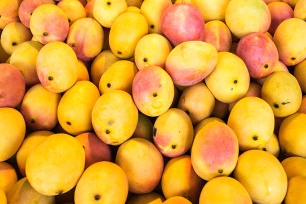 Mangoes stock photo