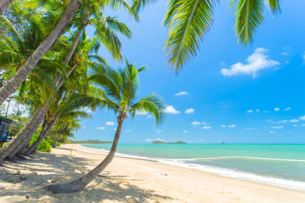 Clifton Beach in Carins, Queensland, Australia The tropical Clifton Beach, one of Carins' northern beaches near Palm Cove in Tropical North Queensland port douglas photos stock pictures, royalty-free photos & images