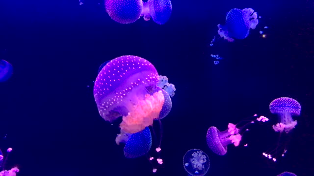 4k video of Spotted Jellyfish.