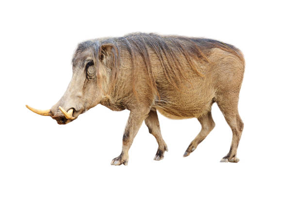 warzenschwein-profil isoliert - warzenschwein stock-fotos und bilder