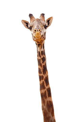 Closeup giraffe with happy smiling expression. Head and neck isolated on white.