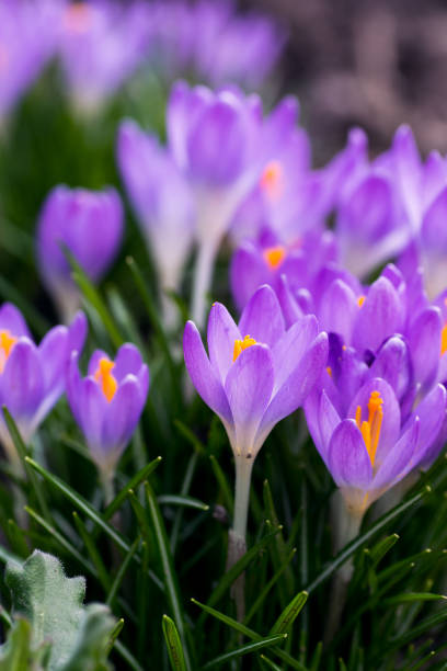 istock Purple crocus made his way through the soil 641985316