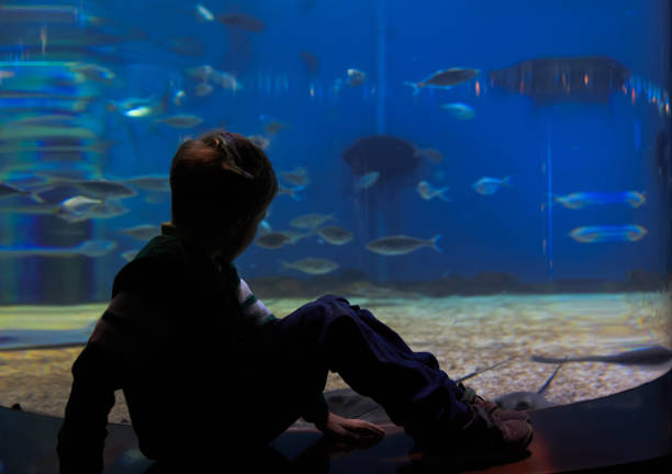 istock little boy watching fishes in aquarium 641992526