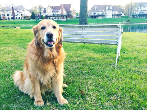 istock Golden Retriever Dog 641993188
