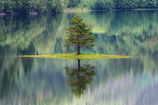 Fir in the middle of a Norwegian fjord