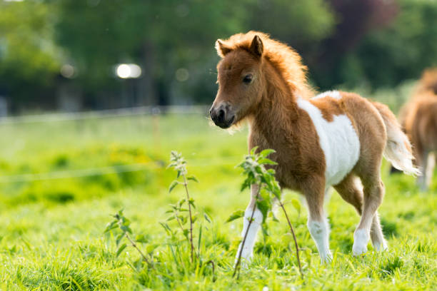 Cute shetland foal walking through the meadow Cute shetland foal walking throguh the meadow, exploring the world. horse color stock pictures, royalty-free photos & images