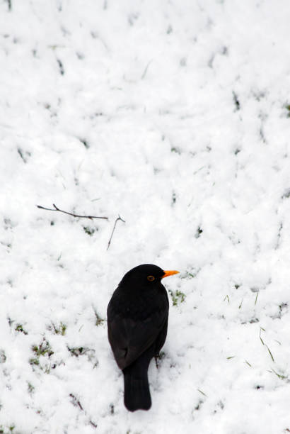 istock Common blackbird on a snowy lawn 642005524