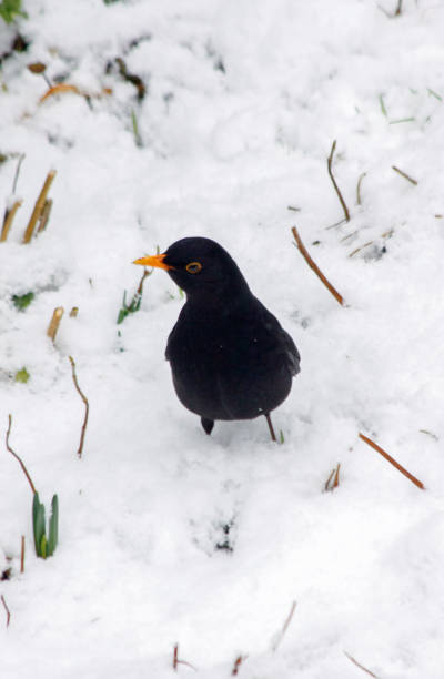 istock Common blackbird on a snowy lawn 642005700