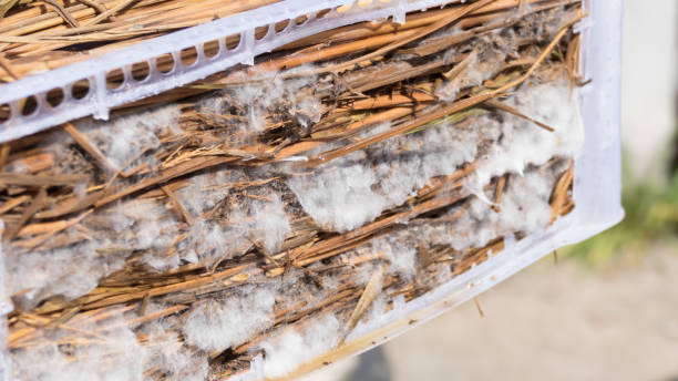 istock Coprinus fimetarrius mushroom growing on rice straw 642005736