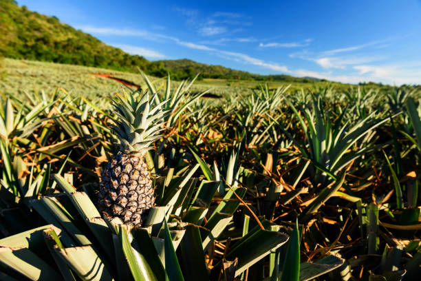 istock Farm of Pineapple tropical fruit 642005790