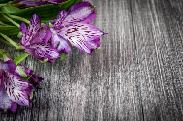 istock flowers on wooden background. Free space for text, closeup 642005872