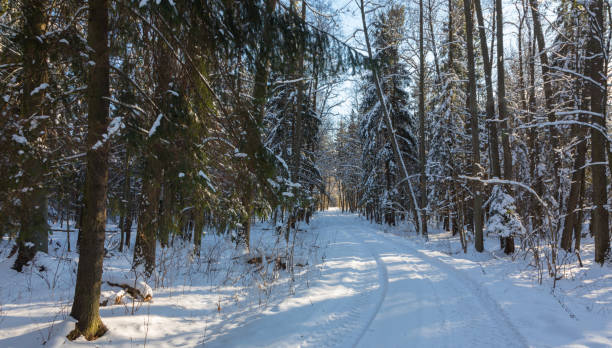istock Snowfall after ground road crosing forest in sun 642006930